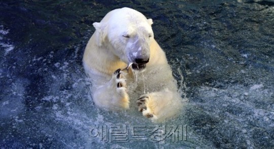 북극곰