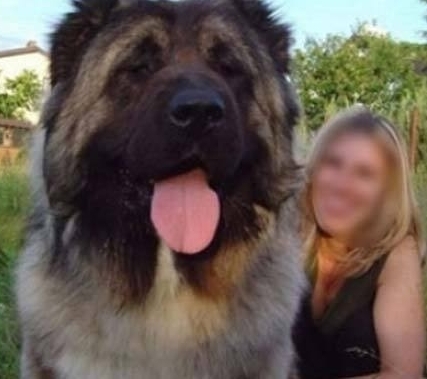 최근 국내외 인터넷 게시판에는 ‘초대형 얼굴 견공’ 이라는 제목의 사진이 올라와 눈길을 끌었다.
사진 속에는 개와 사람이 다정한 포즈로 함께 하고 있는 모습이 담겨있다. 이 ‘초대형 얼굴 견공’은 한눈에 보기에도 집채만 한 몸집을 자랑하고 있다. 특히 ‘초대형 얼굴 견공’이 내민 혓바닥의 크기가 사람의 얼굴과 비슷해 이목을 집중시키고 있다.
일반적으로 거대한 개의 품종은 대부분 ‘뉴펀들랜드’(Newfoundland)다. 뉴펀들랜드 개들은 초대형 체구로 유명한데, 수컷은 75cm, 암컷은 68cm까지 달한다.