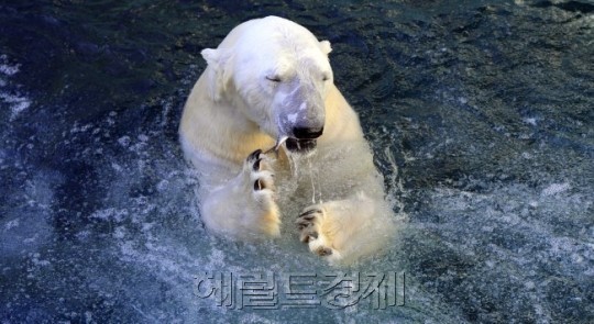 북극곰
