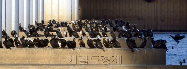 서울 아침기온이  영하 10도 까지 내려간 5일 오전 한강에 사는 민물가마우지가 물에 들어가지 안고 한강철교 기둥에 모여 추위를 이기고 있다.<br />김명섭 기자 msiron@heraldcorp.com
서울 아침기온이  영하 10도 까지 내려간 5일 오전 한강에 사는 민물가마우지가 물에 들어가지 안고 한강철교 기둥에 모여 추위를 이기고 있다.
김명섭 기자 msiron@heraldcorp.com
서울 아침기온이  영하 10도 까지 내려간 5일 오전 한강에 사는 민물가마우지가 물에 들어가지 안고 한강철교 기둥에 모여 추위를 이기고 있다.
김명섭 기자 msiron@heraldcorp.com