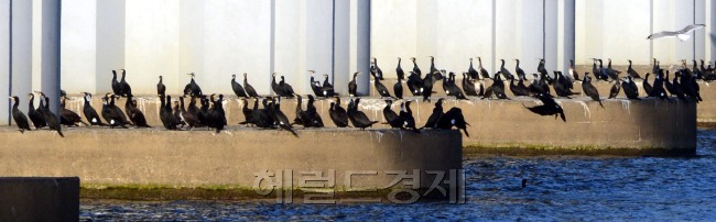 서울 아침기온이  영하 10도 까지 내려간 5일 오전 한강에 사는 가마우지가 물에 들어가지 안고 한강철교 기둥에 모여 추위를 이기고 있다.<br />김명섭 기자 msiron@heraldcorp.com
서울 아침기온이  영하 10도 까지 내려간 5일 오전 한강에 사는 가마우지가 물에 들어가지 안고 한강철교 기둥에 모여 추위를 이기고 있다.
김명섭 기자 msiron@heraldcorp.com
서울 아침기온이  영하 10도 까지 내려간 5일 오전 한강에 사는 가마우지가 물에 들어가지 안고 한강철교 기둥에 모여 추위를 이기고 있다.
김명섭 기자 msiron@heraldcorp.com