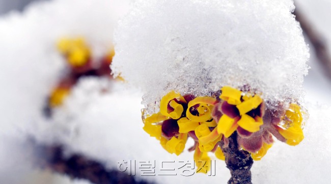 강원 영동지역에 기록적인 폭설과 함께 중부지역에도 눈이 내린 가운데 경기도 용인시 한택식물원에서 노랗게 핀 풍년화위에 눈이 소복히 쌓여 있다.<br />김명섭 기자 msiron@heraldcorp.com
강원 영동지역에 기록적인 폭설과 함께 중부지역에도 눈이 내린 가운데 경기도 용인시 한택식물원에서 노랗게 핀 풍년화위에 눈이 소복히 쌓여 있다.
김명섭 기자 msiron@heraldcorp.com
강원 영동지역에 기록적인 폭설과 함께 중부지역에도 눈이 내린 가운데 경기도 용인시 한택식물원에서 노랗게 핀 풍년화위에 눈이 소복히 쌓여 있다.
김명섭 기자 msiron@heraldcorp.com