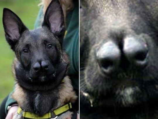 영국 데일리메일은 9일(현지시각) 생후 5개월 된 벨지안 셰퍼드 독(Belgian shepherd dog)인 ‘스너플’을 소개해 눈길을 끌었다.
스너플은 평범한 개들과 달리 코가 두 개이다. 이런 외형 때문에 스너플은 그간 4명의 주인에게서 버림 받기도 한 것으로 전해졌다.