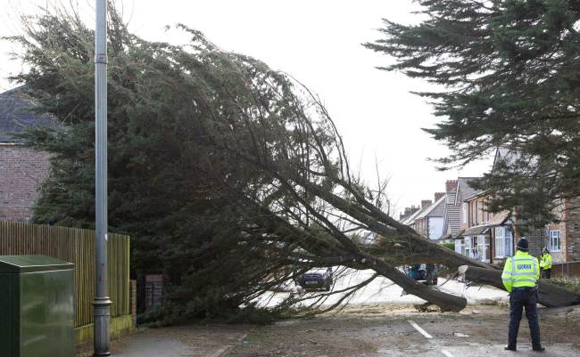 A police officer looks at a fallen tree across a street in Egham, west of London, Saturday after high winds brought by a winter storm battered southern England.   AFP-Yonhap