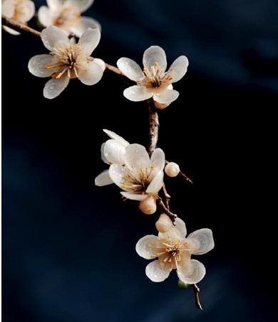 작가 다음이 밀랍을 녹여 만든 매화꽃‘다향만리’.   [사진제공=가인갤러리]