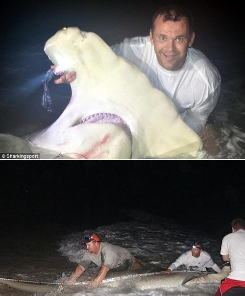 최근 미국 플로리다 남쪽에 있는 팜비치 카운티 해안에서 450kg 희귀 귀상어가 낚였다.
450kg 희귀 귀상어는 몸길이가 5m가 훌쩍 넘는 크기로 샥스핀의 인기때문에 멸종 위기에 처해있는 종.
이번에 낚인 450kg 희귀 귀상어는 4m가 넘는 크기를 자랑한다.