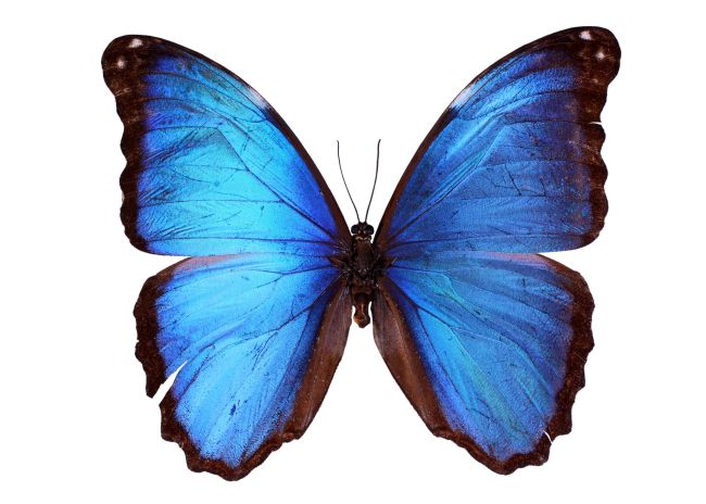 The Menelaus Blue Morpho.   123rf
