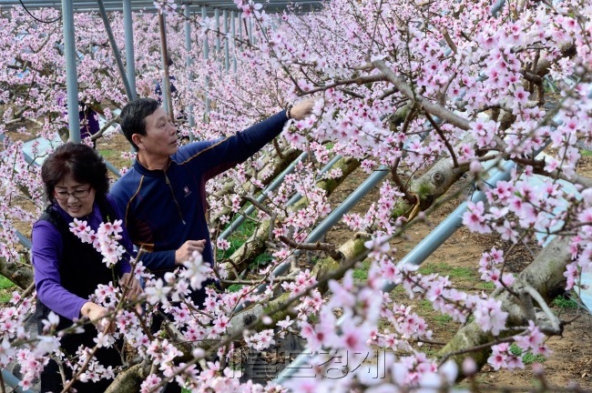 봄이 오고 있다. 24일 오후 전북 남원시 금지면 입암리의 한 농가에서 농민들이 활짝 핀 복사꽃들 사이에서 작업을 하고 있다. 남원=박해묵 기자/mook@heraldcorp.com