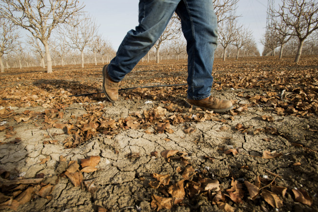 A worker walks through a grove of pistachio trees in Firebaugh, California.   Bloomberg
