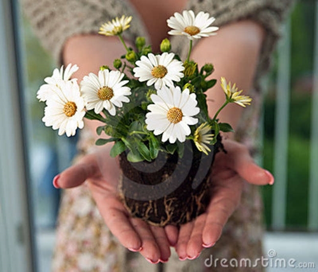 8 detoxifying plants you should have at home - The Korea Herald