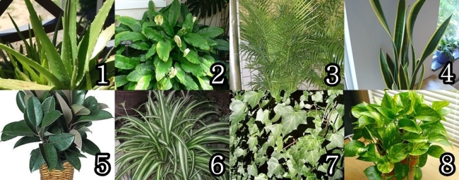 8 detoxifying plants you should have at home - The Korea Herald