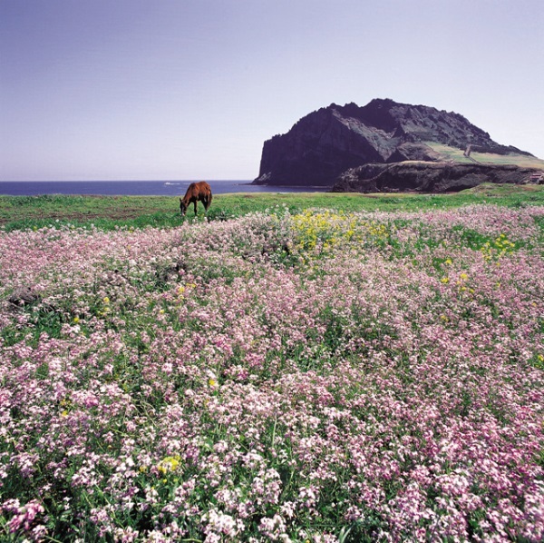 Jejudo.   Jeju Special Self-Governing Province Tourism Association