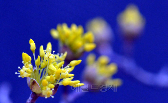 강원도 영동지역에는 대설주의보가 내려졌지만 서울 강남구 한 주택가 양지바른곳에는 산수유가 꽃망울을 터트려 봄소식을 전하고 있다.