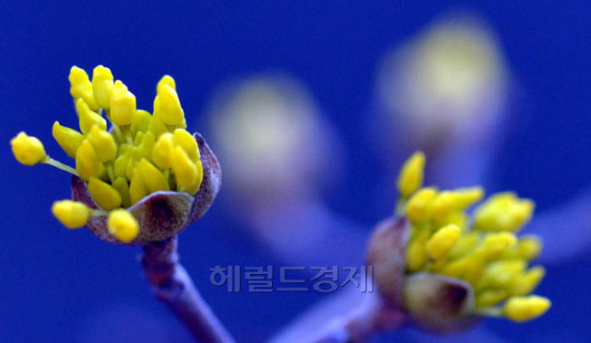강원도 영동지역에는 대설주의보가 내려졌지만 서울 강남구 한 주택가 양지바른곳에는 산수유가 꽃망울을 터트려 봄소식을 전하고 있다.