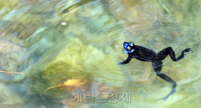 개구리가 겨울잠에서 깨어난다는 24절기중 경칩인 5일 서울 광진구 아차산 작은 연못에서 개구리들이 산란을 준비하고 있다.<br />김명섭 기자 msiron@heraldcorp.com