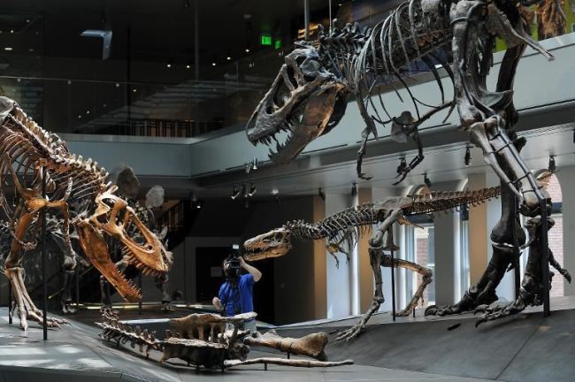 Tyrannosaurus rex on display at the Natural History Museum of Los Angeles in 2011.   AFP