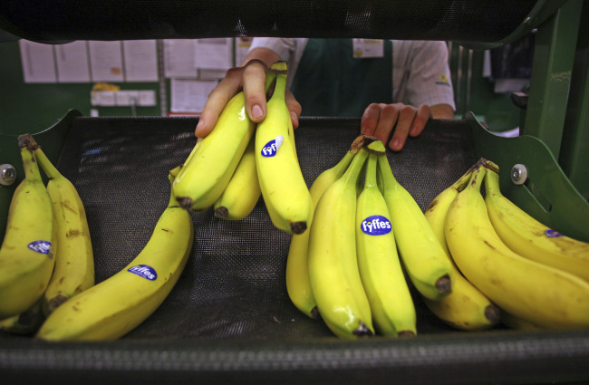 An employee restocks a display with Fyffes bananas at a Morrisons supermarket in Canvey Island, England.    Bloomberg