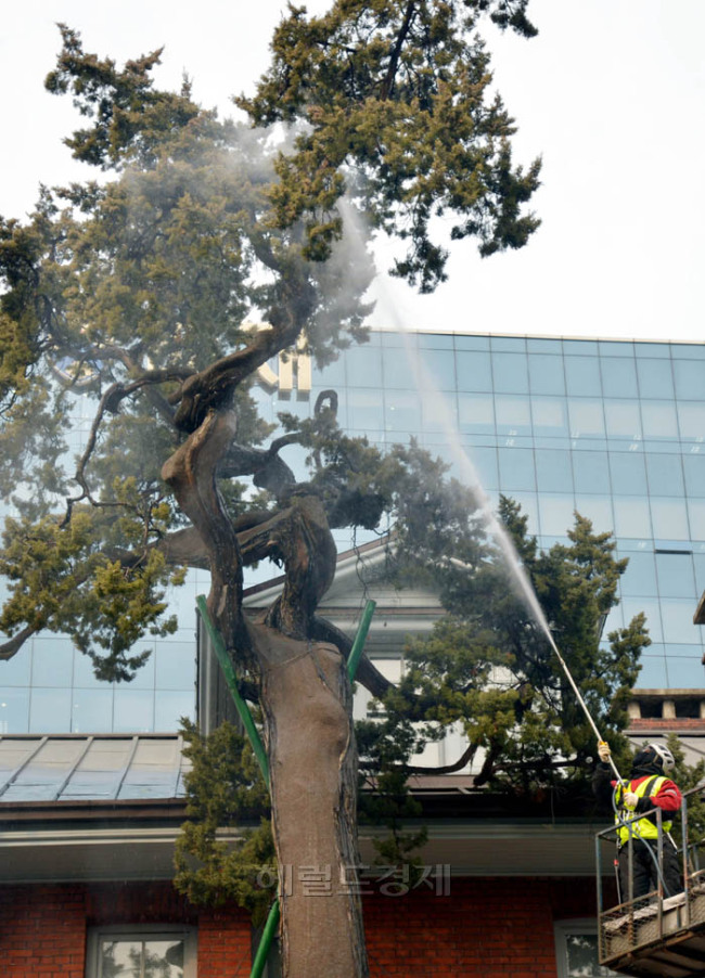 지자체별로 봄맞이 대청소가 한창인 가운데 서울 중구는 11일 오전 정동 배재학당 건물앞에 심어진 수령 525년이 된 향나무를 세척하고 있다. 중구는 이달 말까지 관내 가로수와 도로변 녹지대를 대상으로 새봄맞이 물청소를 실시해 지난 겨울동안 쌓여있던 염화칼슘과 먼지 등을 제거한다.