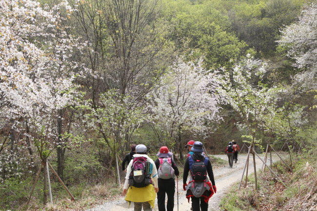 ▶‘금산 산꽃나라 걷기여행’= 1000만㎡ 산벚꽃 자생군락지에서 펼쳐지는 웰빙축제이다. 오는 4월 19일 금산군 군북면 산안리 보곡산꽃단지에는 ‘산꽃나라 걷기여행’이 열린다. 산꽃 술래길 걷기코스를 따라 걸으면서 숲속 미니음악회와 풍경종 소리도 감상할 수 있다.
