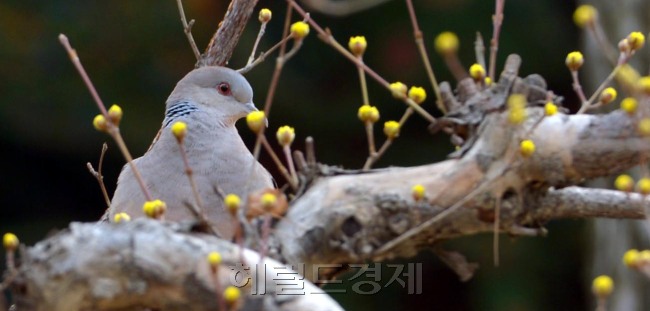 초봄 날씨를 보인 14일 오전 서울 강남구 봉은사에서 멧비둘기가 꽃봉오리가 터지기 시작한 산수유나무에서 쉬고 있다.<br />김명섭 기자 msiron@heraldcorp.com
초봄 날씨를 보인 14일 오전 서울 강남구 봉은사에서 멧비둘기가 꽃봉오리가 터지기 시작한 산수유나무에서 쉬고 있다.
김명섭 기자 msiron@heraldcorp.com
