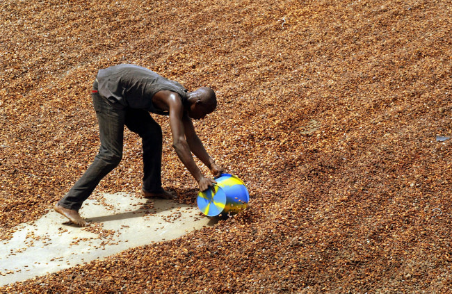 A worker collects sun-dried cocoa beans to be put into sacks for export in Guiglo, Ivory Coast.   AP-Yonhap