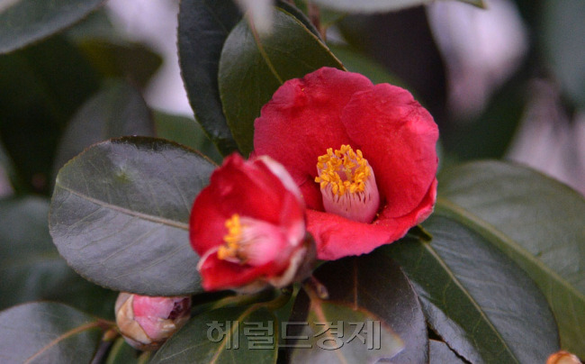 광양국제매화문화축제
▶ 일시: 3월 22~ 30일
▶ 장소: 전남 광양시 다압면 매화마을 일원
▶ 행사: 직거래 장터, 섬진강의 봄소식을 만끽할 수 있는 전시·판매 등 35개 프로그램