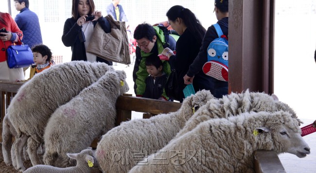 안성팜랜드, 박해묵 기자/mook@heraldcorp.com
안성팜랜드, 박해묵 기자/mook@heraldcorp.com
안성팜랜드, 박해묵 기자/mook@heraldcorp.com