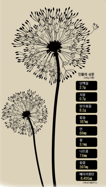 [그린리빙 푸드] 민들레; 일편단심 생명 지킴이