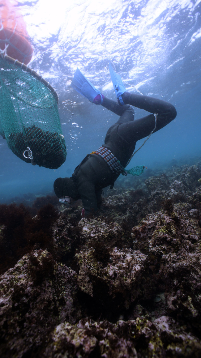 A haenyeo searches underwater for marine products in the waters off Jocheon-eup, northern Jejudo Island.   Haenyeo Museum