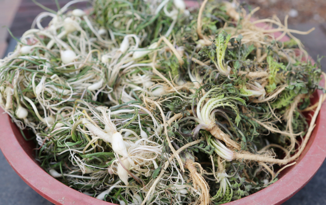 달래
성질이 따뜻하고 매운맛을 가지고 있어 ‘작은 마늘’로 불린다. 양기를 보강하여 정력을 돕는다 하여 남성에게 특히 좋은 봄나물로 성질이 따뜻하고 매운 맛을 가지고 있다. 위염, 불면증 등을 치료하는 효능과 피를 생성시키는 보혈 약재로 사용되고 있고 동맥경화를 예방하는 효능도 있다.