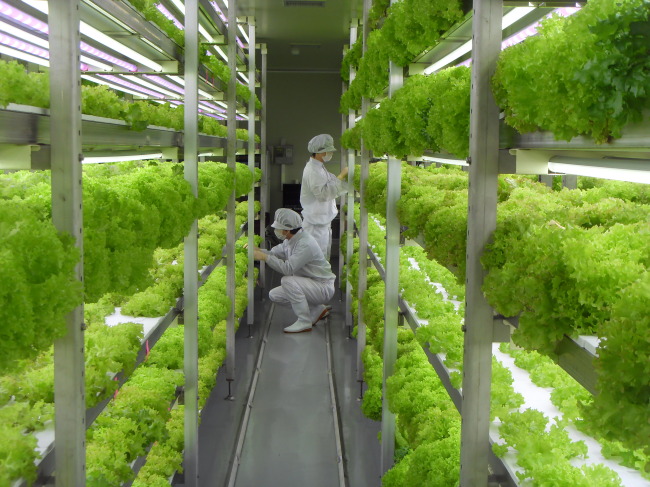 Workers tend to plants in the vertical farm run by Insung Tech in Yongin, Gyeonggi Province.   Insung Tech