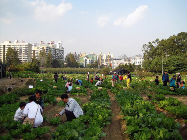Residents of Dunchon in Gangdong-gu, Seoul, grow vegetables at a farm opened by the district office. (Gangdong District Office)
