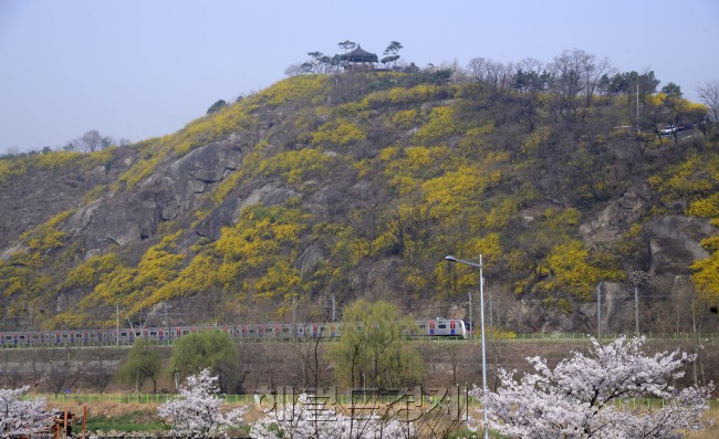 매년 봄이면 온 산이 노랗게 물들어 시민들에게 봄을 느끼게 해주는 응봉산이 올해도 어김없이 샛노랗게 물들어 봄이 왔음을 알려주고 있다. 박해묵 기자/mook@heraldcorp.com
매년 봄이면 온 산이 노랗게 물들어 시민들에게 봄을 느끼게 해주는 응봉산이 올해도 어김없이 샛노랗게 물들어 봄이 왔음을 알려주고 있다. 박해묵 기자/mook@heraldcorp.com
매년 봄이면 온 산이 노랗게 물들어 시민들에게 봄을 느끼게 해주는 응봉산이 올해도 어김없이 샛노랗게 물들어 봄이 왔음을 알려주고 있다. 박해묵 기자/mook@heraldcorp.com