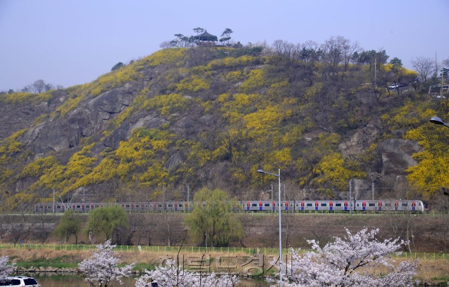 응봉산이 활짝 핀 개나리 품에 폭 안겼다. 포근한 봄 날씨를 벗어나 초여름 날씨가 계속되는 가운데 1일 서울 응봉산의 바위들이 샛노란 개나리와 어우러져 훈훈한 봄 풍경을 연출하고 있다. 산 밑자락을 지나가는 전철의 모습이 한가롭다.