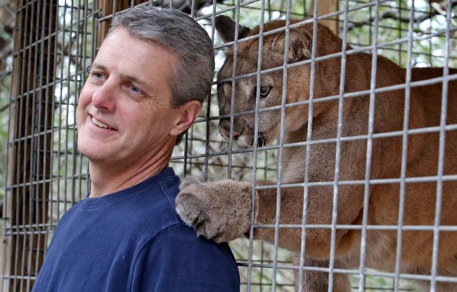Kevin Rose gets a tap on the shoulder from “Sheene,” a mountain lion located at CARE Foundation in Apopka, Florida, on Feb. 27.   Orlando Sentinel/MCT