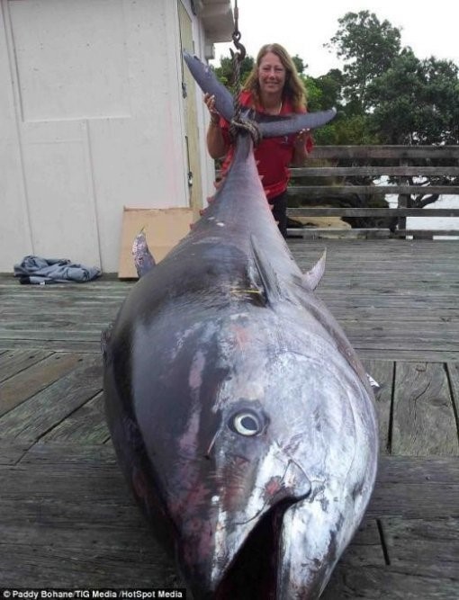 성인 남성보다 큰 411.6kg 초대형 참치가 가녀린 한 여성의 손에 잡혀 화제다.
지난 4일(현지시간) 영국 데일리메일은 “뉴질랜드 해역에서 한 여성 바다낚시꾼이 중량 411.6kg, 길이 2.66m짜리 참치를 낚았다”고 보도했다.
참치를 낚은 사람은 오클랜드의 베테랑 여성 낚시꾼 도나 파스코로 그는 뉴질랜드 주변 해역에서 참치를 발견해 4시간 여 동안의 사투 끝에 411.6kg짜리 초대형 참치를 낚은 것으로 알려졌다.