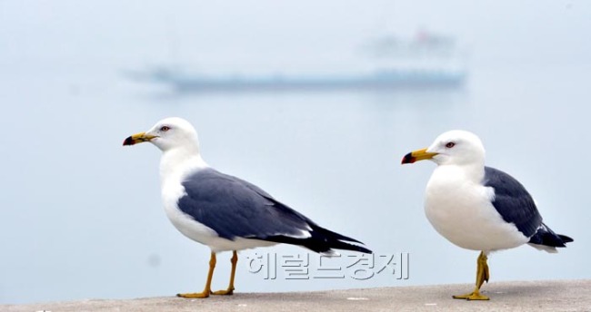 서울 등 중부내륙과 서해안에 짙은 안개가 낀 9일 오전 영종도 삼목선착장에서 갈매기 한쌍이 안개속으로 밀려가는 배를 바라보고 있다.