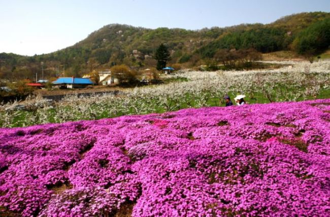 사진=양평 가루매마을
