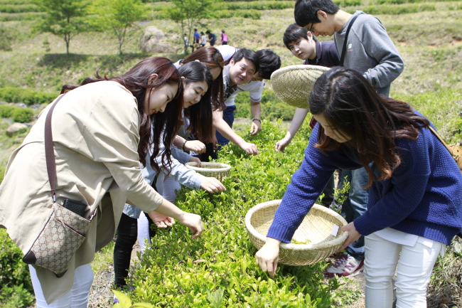 Visitors pick tea leaves at the Boseong green tea field.
(Boseong Green Tea Festival)