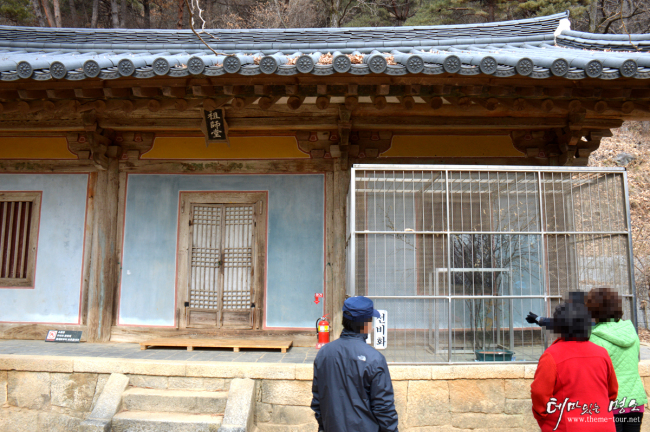 영주 부석사 조사당 처마의 철창에 갇힌 선비화.