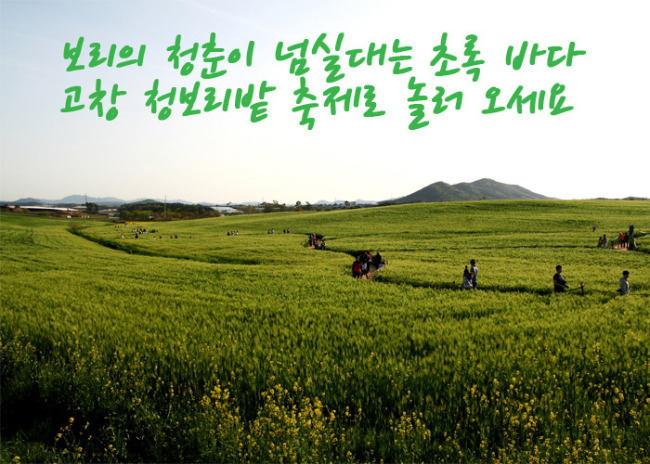 전북고창 청보리밭 축제 포스터