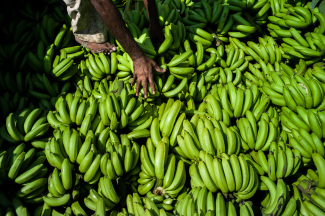 A laborer weighs bananas before packing them in a truck during a harvest in a field in the district of Burhanpur, Madhya Pradesh, India.   Bloomberg