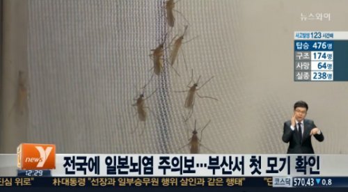 [사진출처=뉴스와이]
부산지역에서 올해 첫 매개모기를 확인한 가운데 질병 관리 본부가 전국에 ‘일본 뇌염 주의보’를 발령해 각별한 주의를 요구하고 있다.
질병관리본부는 일본뇌염 유행예측 조사결과 18일 부산지역에서 올해 첫 번째로 일본뇌염 매개 모기인 작은 빨간집 모기가 최초로 발견돼 전국에 일본뇌염 주의보를 발령한다고 21일 밝혔다.