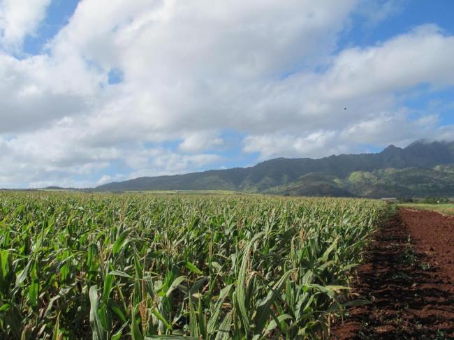 The Waianae mountains serve as a backdrop to a field of corn on Pioneer Hi-Bred International land in Waialua, Hawaii.   AP