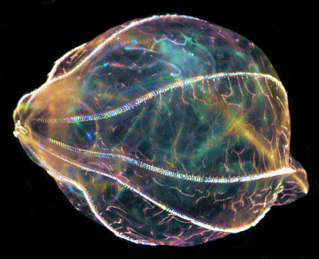 A comb jelly species called Beroe   AP-Yonhap
