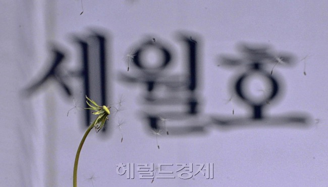 세월호 침몰 사고 수색 작업이 23일째 이어지고 있다.  7일 오전 경기도 안산에 마련된 세월호 침몰사고 희생자 정부 합동 분향소 인근에서 민들레 홀씨가 날리고 있다. 안산=박해묵 기자/mook@heraldcorp.com
세월호 침몰 사고 수색 작업이 23일째 이어지고 있다.  7일 오전 경기도 안산에 마련된 세월호 침몰사고 희생자 정부 합동 분향소 인근에서 민들레 홀씨가 날리고 있다. 안산=박해묵 기자/mook@heraldcorp.com
세월호 침몰 사고 수색 작업이 23일째 이어지고 있다.  7일 오전 경기도 안산에 마련된 세월호 침몰사고 희생자 정부 합동 분향소 인근에서 민들레 홀씨가 날리고 있다. 안산=박해묵 기자/mook@heraldcorp.com