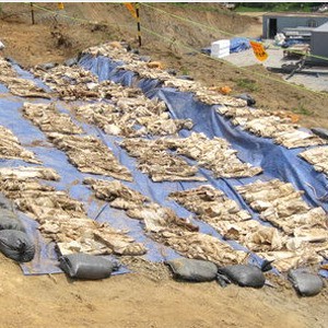 충청북도 청주 축구공원 공사장에서 유골이 무더기 발견돼 충격을 주고 있다.
청주시와 청주 흥덕경찰서는 13일 오후 3시쯤 청주시 흥덕구 휴암동 흥덕지구 축구공원 건설현장에서 420여 구의 유골을 발견했다고 14일 밝혔다. 현장에서 발견된 유골은 비닐에 한 구씩 잘 싸여 있었으며, 420구 정도로 추정됐다.
청주시는 이 유골들이 지난 1994년에서 1997년 사이 흥덕구 수곡동 산남 2지구 개발 사업을 추진하던 과정에서 무연고 묘에서 나온 것들을 이장한 것으로 파악하고 있다.