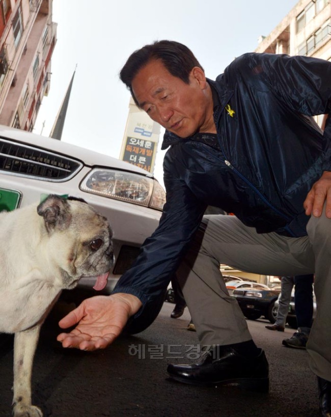 정몽준(국회의원/새누리당/대한축구협회명예회장/보건복지위원회위원)
6.4지방선거 공식선거운동이 시작된 22일 오전 정몽준 새누리당 서울시장 후보가 용산구 이촌동 시범 아파트 단지를 둘러보고 안전점검을 하다 강아지와 인사를 하고 있다.