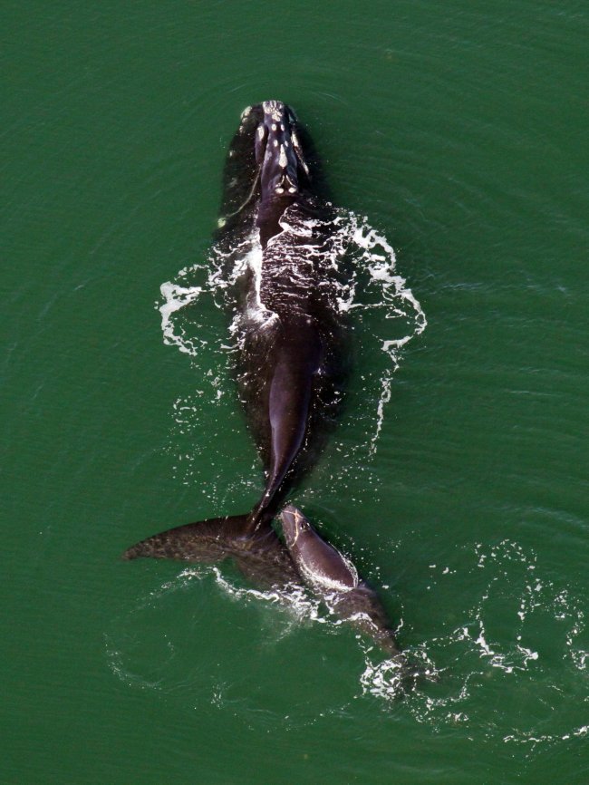 A North Atlantic right whale   MCT