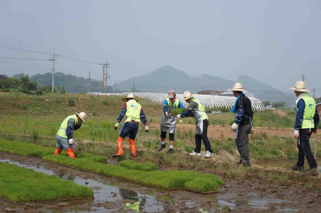 서울시설공단은 임직원들이 인천 강화도 소재 자매결연마을인 달빛동화마을에서 농번기를 맞아 모내기 봉사를 하고 있다. 공단은 이날 봉사에서 일손이 부족한 농가를 지원하고, 노후가구 수리, 독거어르신 주택 전기설비 및 정비작업과 마을 내 시설물 안전점검 등을 실시했다. ［사진제공=서울시설공단］